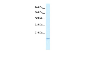 BAX Antibody