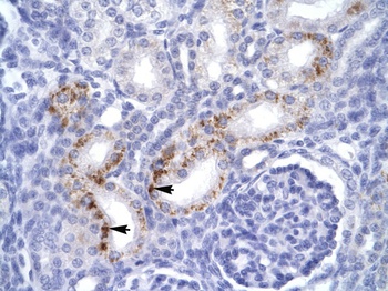 FADD Antibody