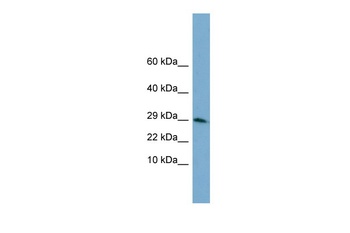 H3F3A Antibody