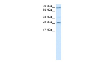 BCL2 Antibody