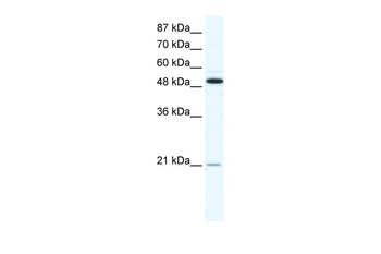 TNFRSF11B Antibody