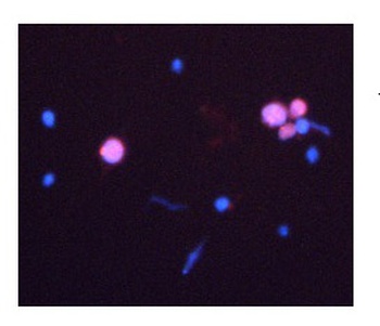 CASP3 Antibody