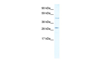 CASP3 Antibody