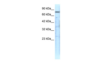 TRAP1 Antibody
