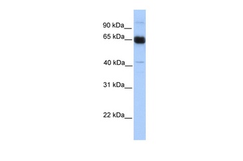 PRKAA1 Antibody