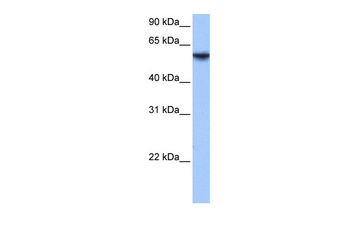 ISYNA1 Antibody