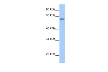 MTL5 Antibody