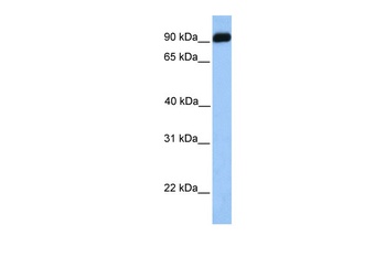 BMPER Antibody