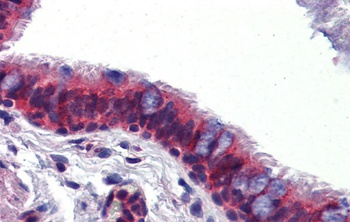 BMPER Antibody