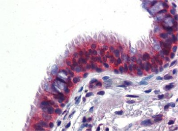 BMPER Antibody