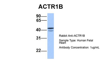 ACTR1B Antibody