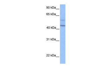 PDCD2L Antibody