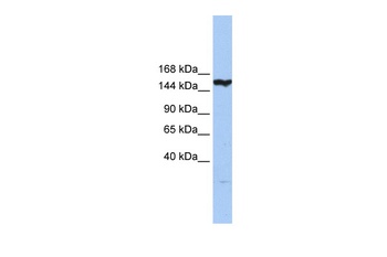 CASP8AP2 Antibody