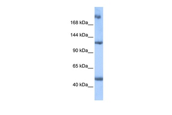 APC2 Antibody