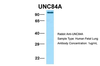 UNC84A Antibody