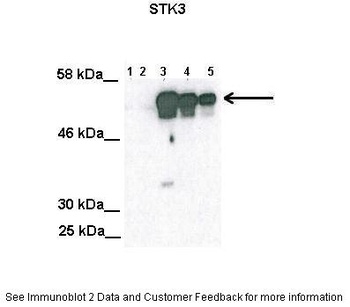 STK3 Antibody