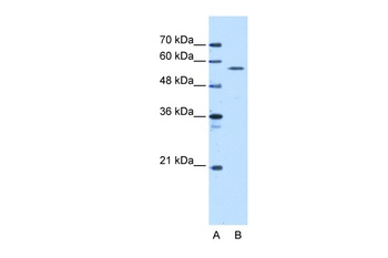 STK3 Antibody