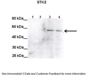 STK3 Antibody