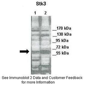 STK3 Antibody