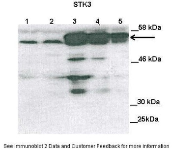 STK3 Antibody