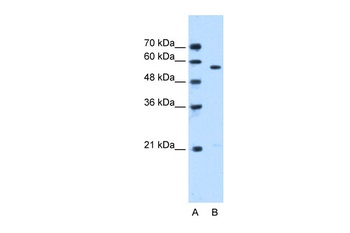 STK3 Antibody