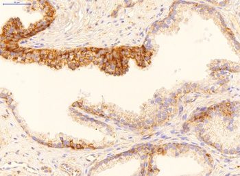 GADD45B Antibody