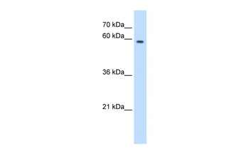 MPND Antibody