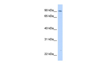 TMEM24 Antibody