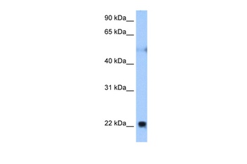 RTN4 Antibody