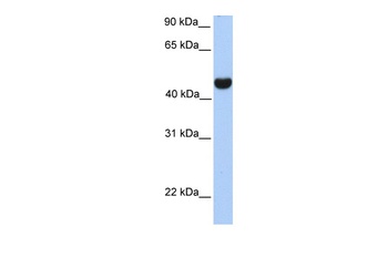 RTN4 Antibody