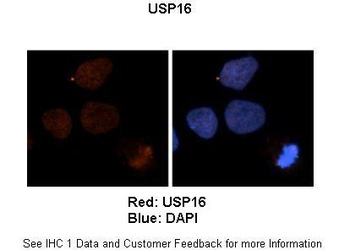 USP16 Antibody