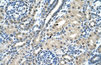 SBDS Antibody