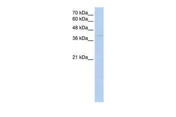RNF165 Antibody