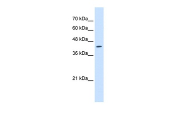 RNF165 Antibody
