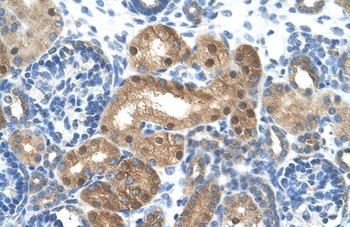 LONRF1 Antibody