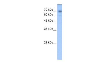 LNX1 Antibody