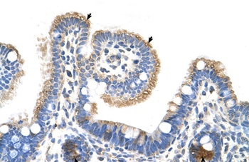 RNF39 Antibody
