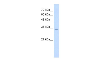 RNF39 Antibody