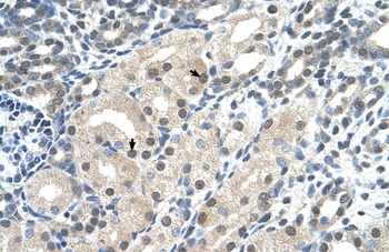 C14orf130 Antibody