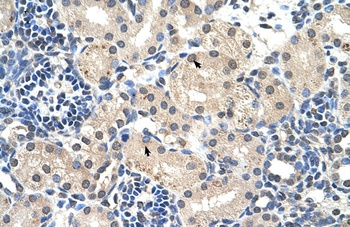 C14orf130 Antibody