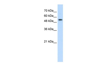 PRPF19 Antibody