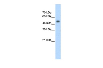 PRPF19 Antibody