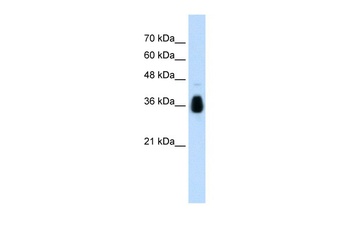 MKRN1 Antibody