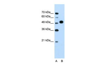 MKRN1 Antibody