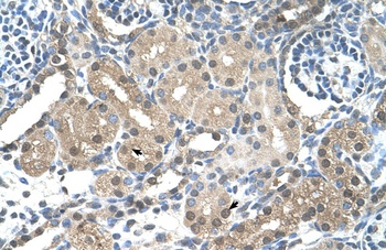 FBXL7 Antibody