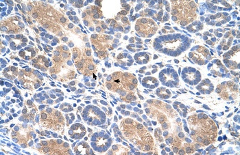 WWP2 Antibody