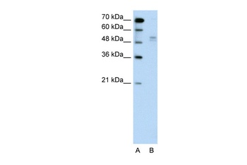 WWP2 Antibody