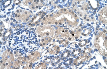 FKBP6 Antibody