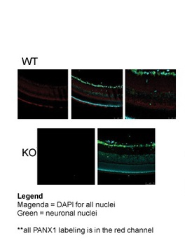 PANX1 Antibody