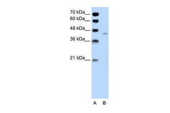 PANX1 Antibody